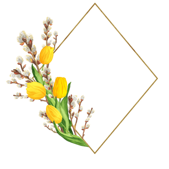 Hand-drawn watercolor illustration. Rhombus frame with white and yellow tulips and willow branches png