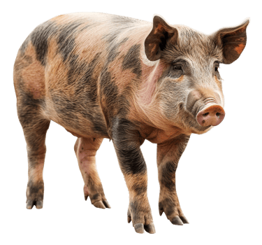 AI generated Adult pig with black and tan markings on transparent background - stock png. png