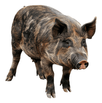 AI generated Adult pig with black and tan markings on transparent background - stock png. png