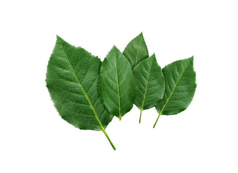 rose leaves, transparent background png