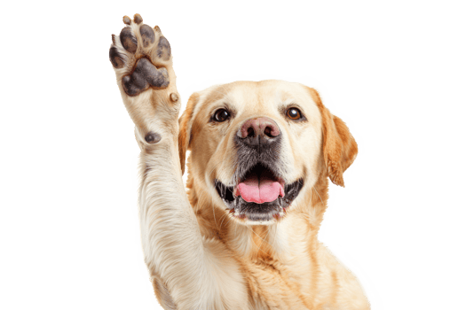 AI generated Dog with raised high paw showing high five gesture png