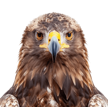 AI generated Majestic golden eagle head close-up on transparent background - stock png. png