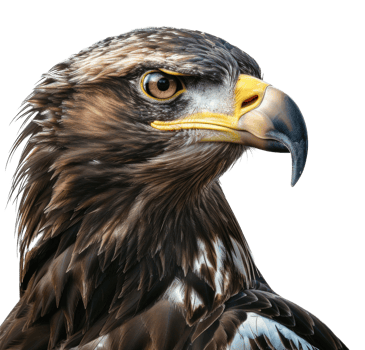 AI generated Majestic golden eagle head close-up on transparent background - stock png. png