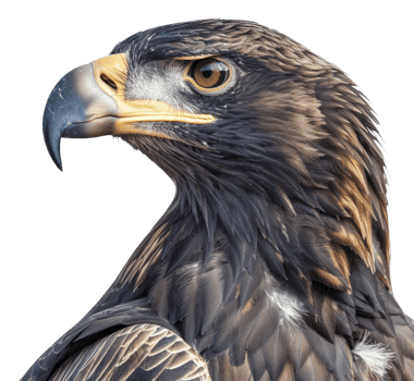 AI generated Majestic golden eagle head close-up on transparent background - stock png. png
