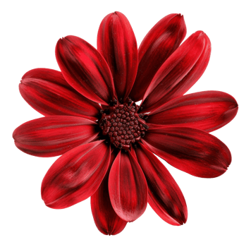 AI generated Fresh red gerbera daisy with water droplets on transparent background - stock png. png