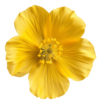 AI generated Vibrant yellow cosmos flower with delicate petals on transparent background - stock png. png