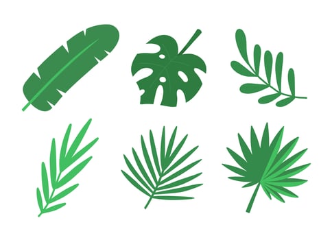 Tropical leaves set. flat illustration isolated on white background. vector