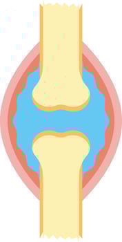 Human Knee Structure. Simple Diagram Illustration vector