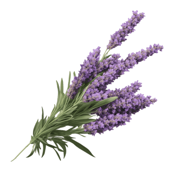 Lavender flowers isolated on transparent background png