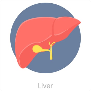Liver and anatomy icon concept vector