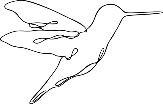 Hummingbird Line Art vector