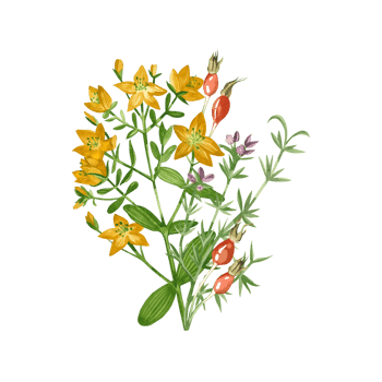 A bouquet of meadow herbs and flowers, painted in watercolor. Rosehip, heather, hypericaceae, hand drawn yellow, red, purple and green watercolor. For printing on paper, for textile design png