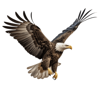 AI generated Collection of Flying Bald Eagles Isolated png
