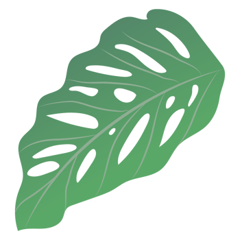 Monstera green leaf isolated on background png