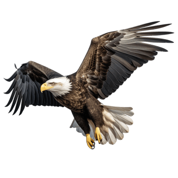 AI generated Collection of Flying Bald Eagles Isolated png