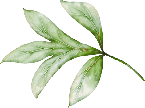 Peony Leaves Element png