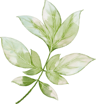 Peony Leaves Element png