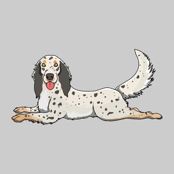 English setter sitting dog. Different poses, sitting poses, coat colors, side looks, and smile face. vector