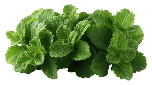 AI generated Medicinal plants lemon balm on a transparent background png