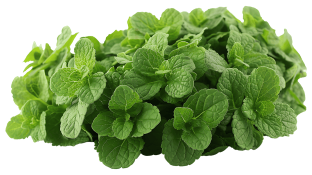 AI generated Medicinal plants lemon balm on a transparent background png