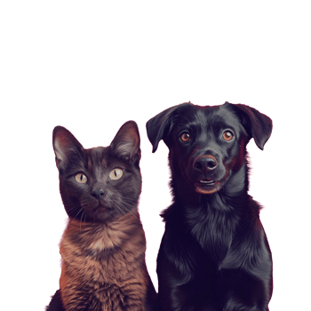 AI generated A black cat and a black dog are standing next to each other png