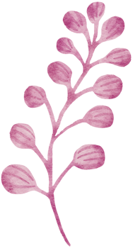 Watercolor hand drawn illustration of seaweed in pink color png