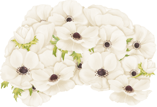 illustration featuring white anemones arranged in a composition. This artwork is for use in greeting card designs, web design, advertising png