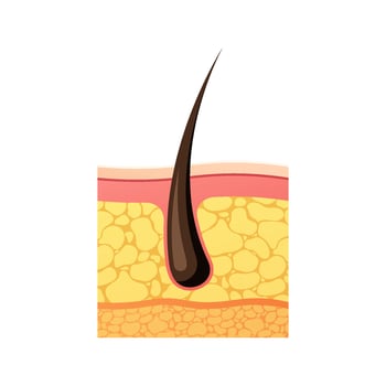 Anatomy of hair and skin vector isolated on white background.