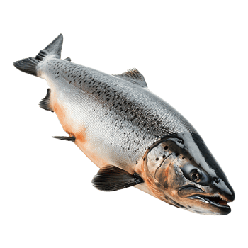 AI generated Salmon fish isolated on transparent background png