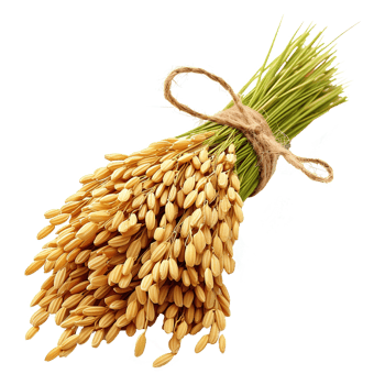 AI generated Paddy rice isolated on transparent background png