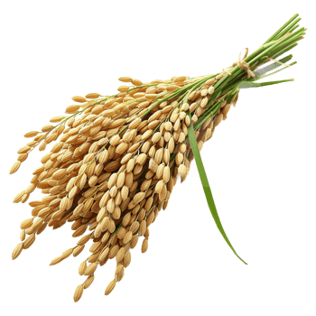 AI generated Paddy rice isolated on transparent background png