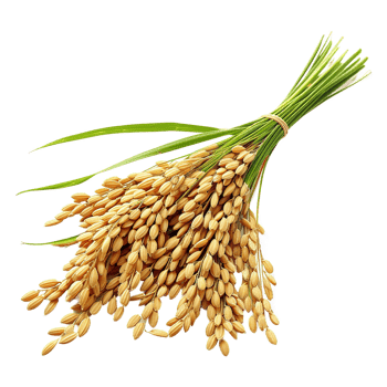 AI generated Paddy rice isolated on transparent background png