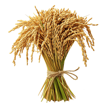 AI generated Paddy rice isolated on transparent background png
