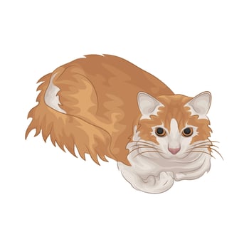 Illustration of cat vector