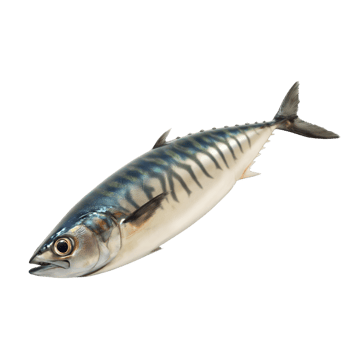 AI generated Mackerel on transparent background png