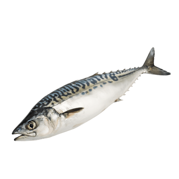 AI generated Mackerel on transparent background png