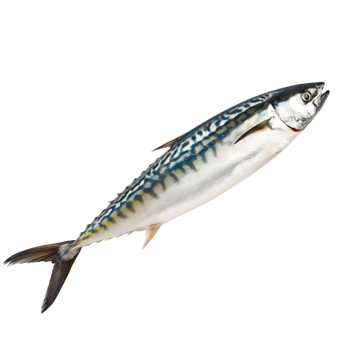 AI generated Mackerel on transparent background png