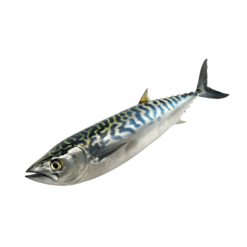 AI generated Mackerel on transparent background png