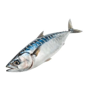 AI generated Mackerel on transparent background png