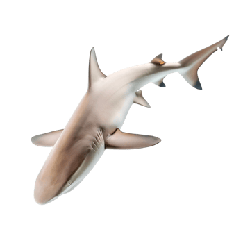 AI generated shark on transparent background png