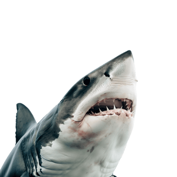 AI generated shark on transparent background png
