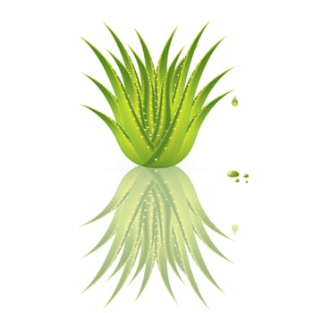 Aloe vera isolated on white background, illustration vector