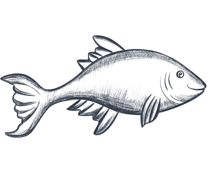 Pencil sketch illustration of fish. Monochrome fishd. Black and white graphics in vintage style. png