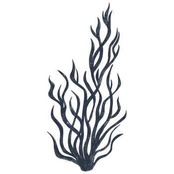 Hand drawn algae. Sketch pencil illustration of algae. Monochrome algae. Black and white graphics in vintage style. png