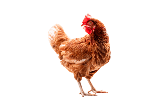 Chicken, Full body of brown chicken hen standing isolated transparent background, Laying hens farmers concept, PGN File png