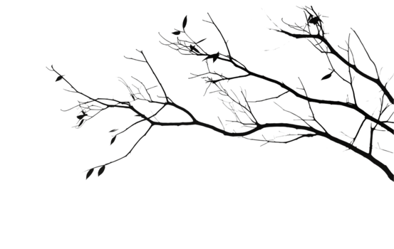 A black and white photo of a tree in the dark png