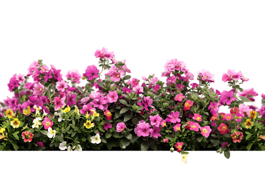 A row of pink and yellow flowers on a transparent background png