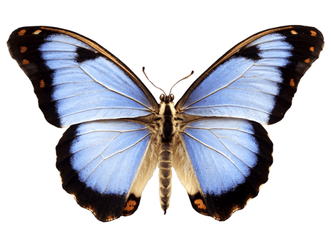 AI generated beautiful delicate blue butterfly isolated on transparent background, animals and wildlife, spring, seasonal png