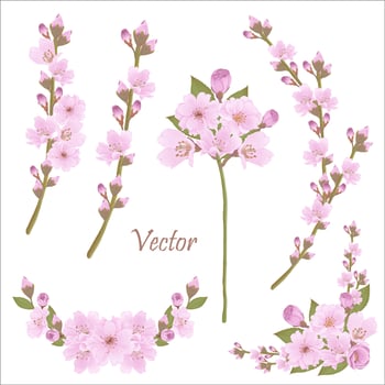 Hand-Drawn Pink Cherry Blossoms - Japan Inspired Flowers vector
