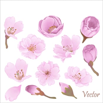 Hand-Drawn Pink Cherry Blossoms - Japan Inspired Flowers vector